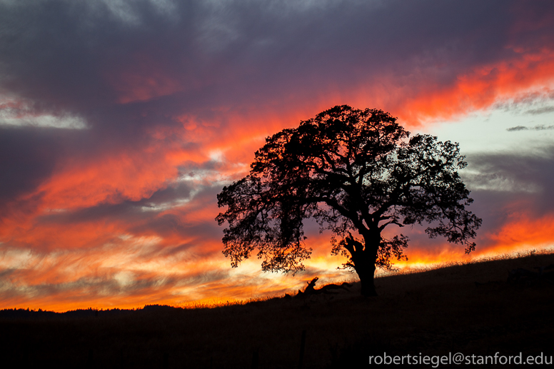 tree at sunset